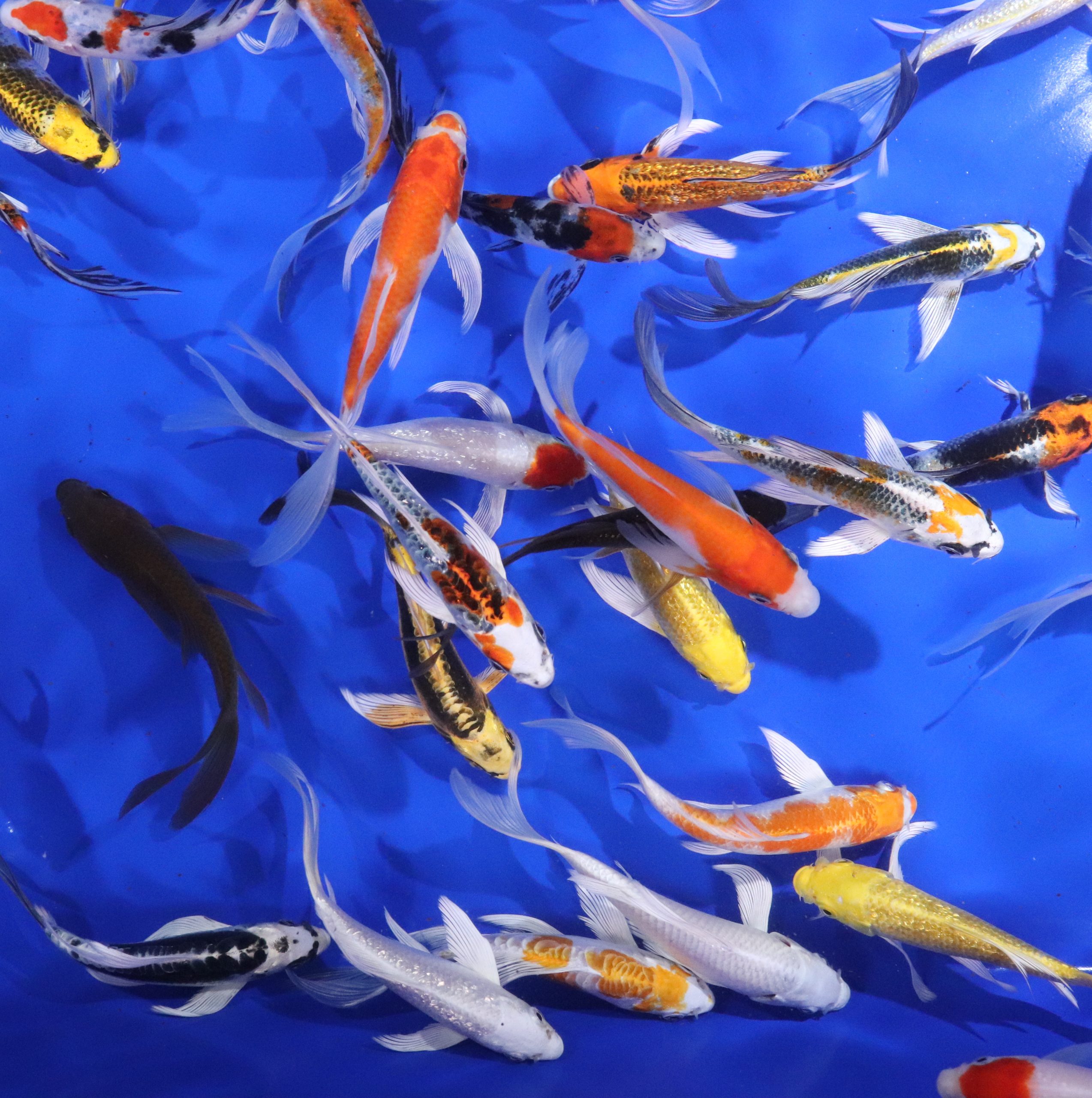 Premium Select Butterfly Koi 5-6"