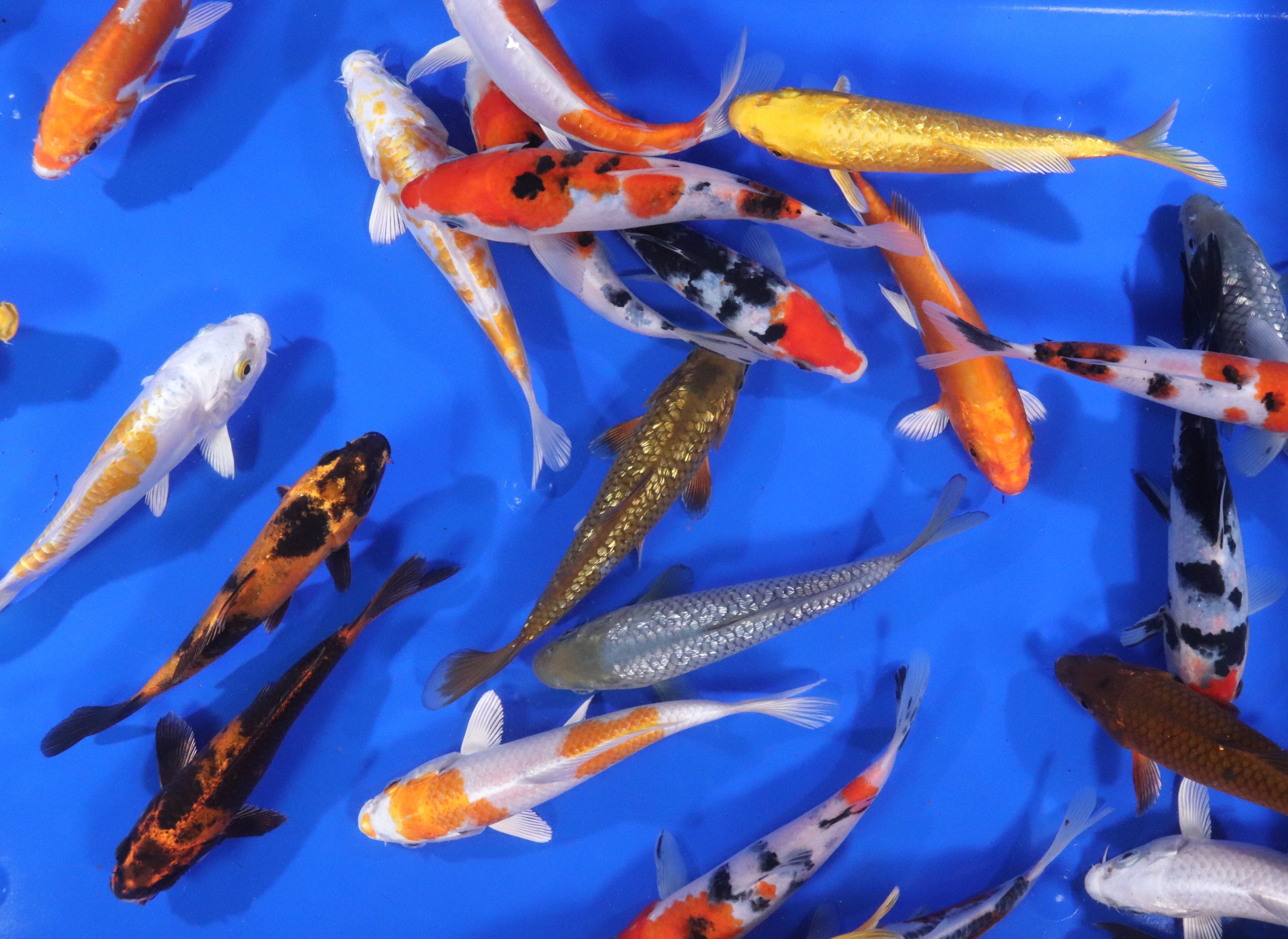 Premium Select Koi 6-7"