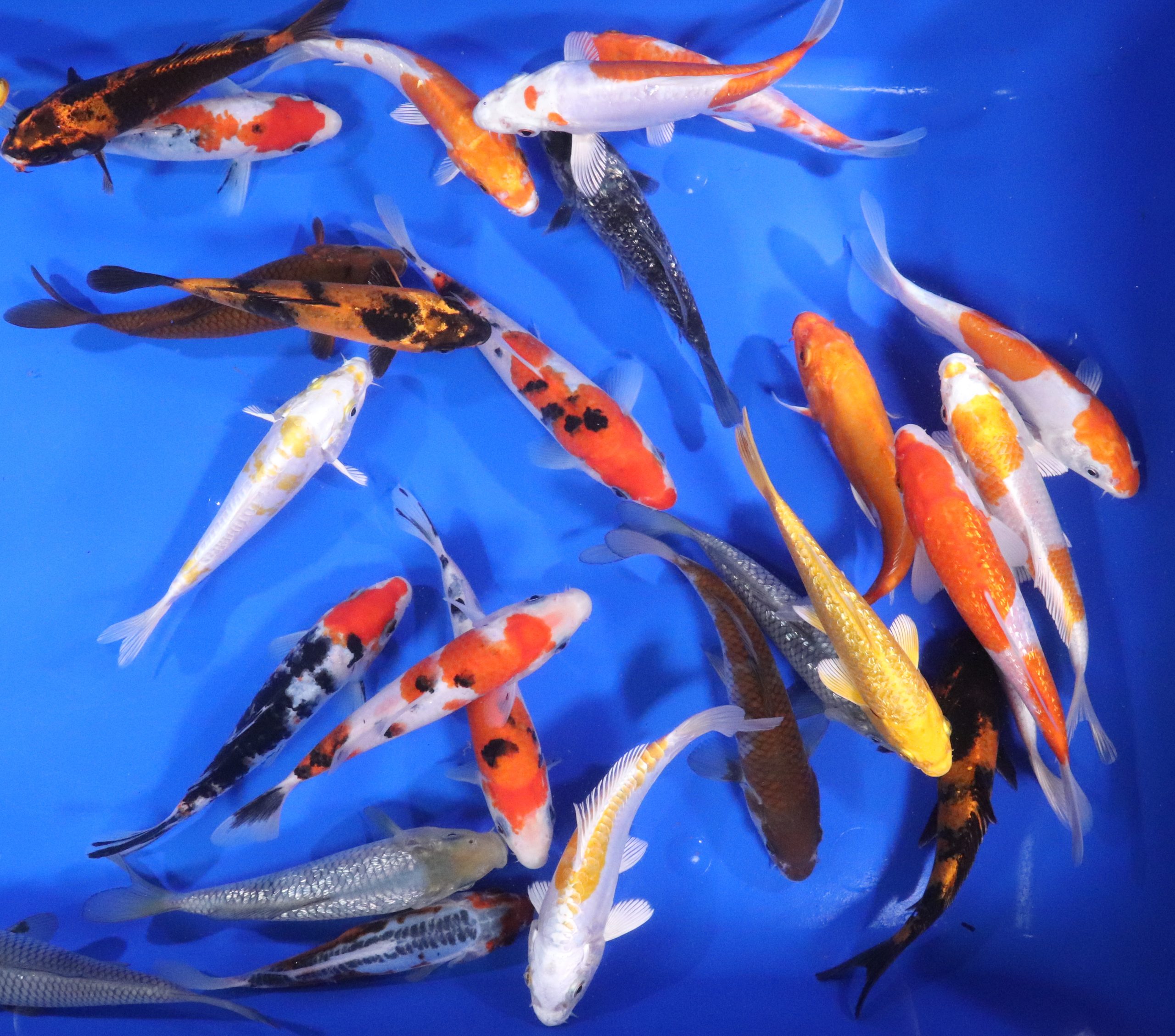 Alternative view of Premium Select Koi 6-7"