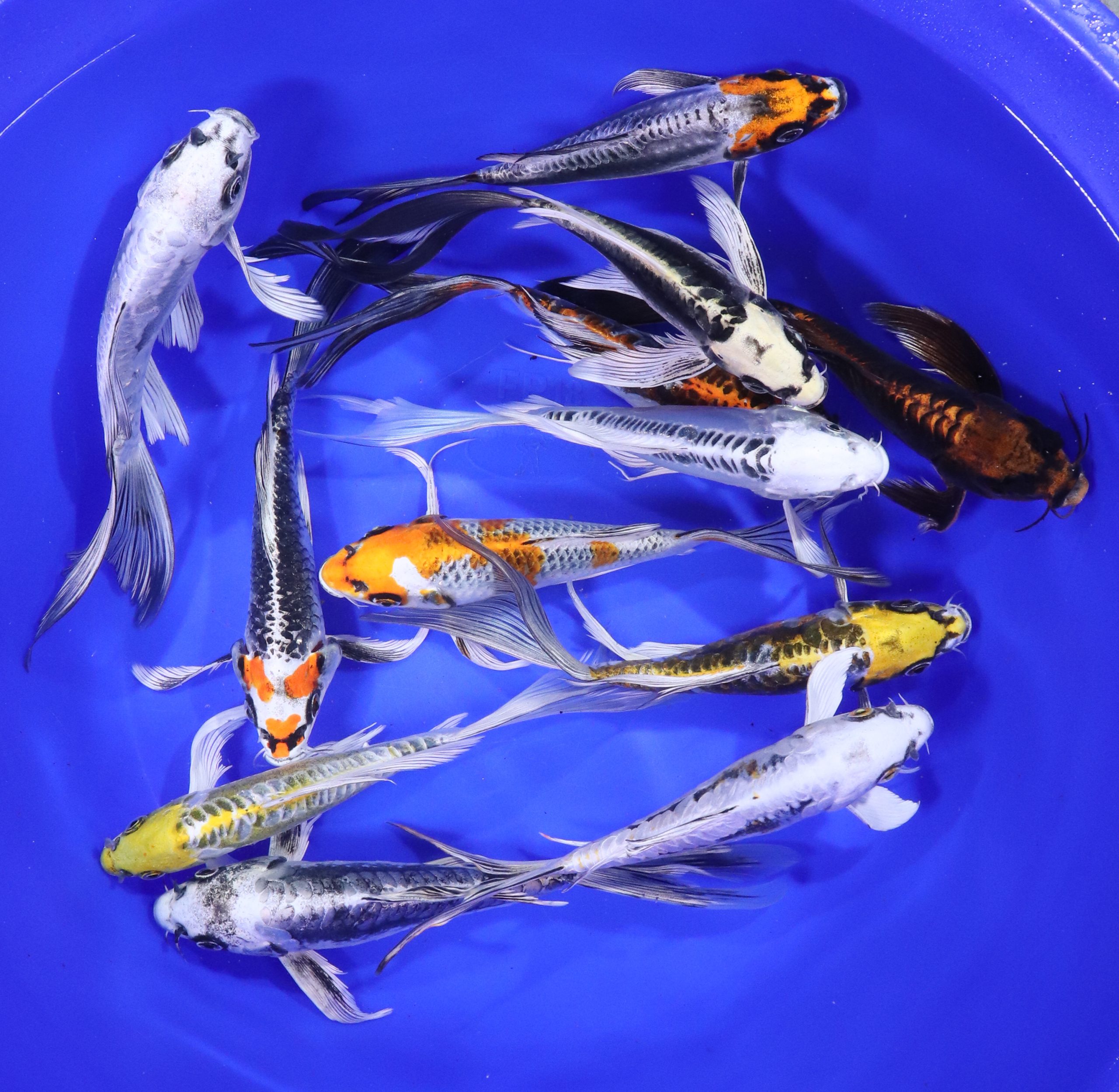 Skeleton Butterfly Koi 7-8"