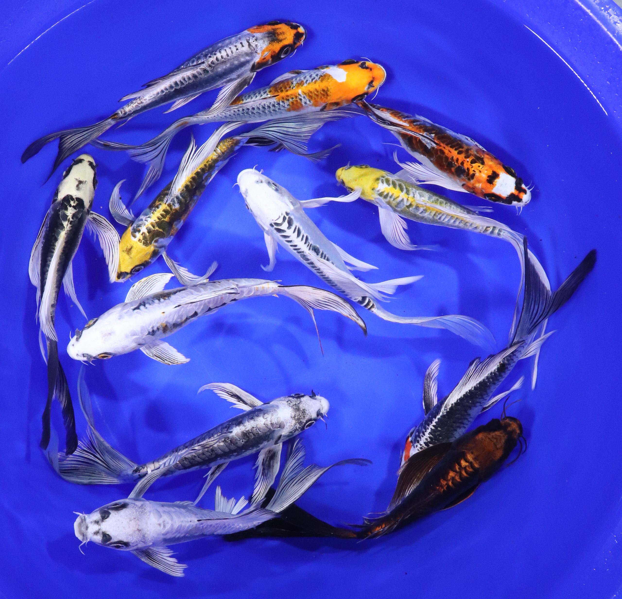 Alternative view of Skeleton Butterfly Koi 7-8"