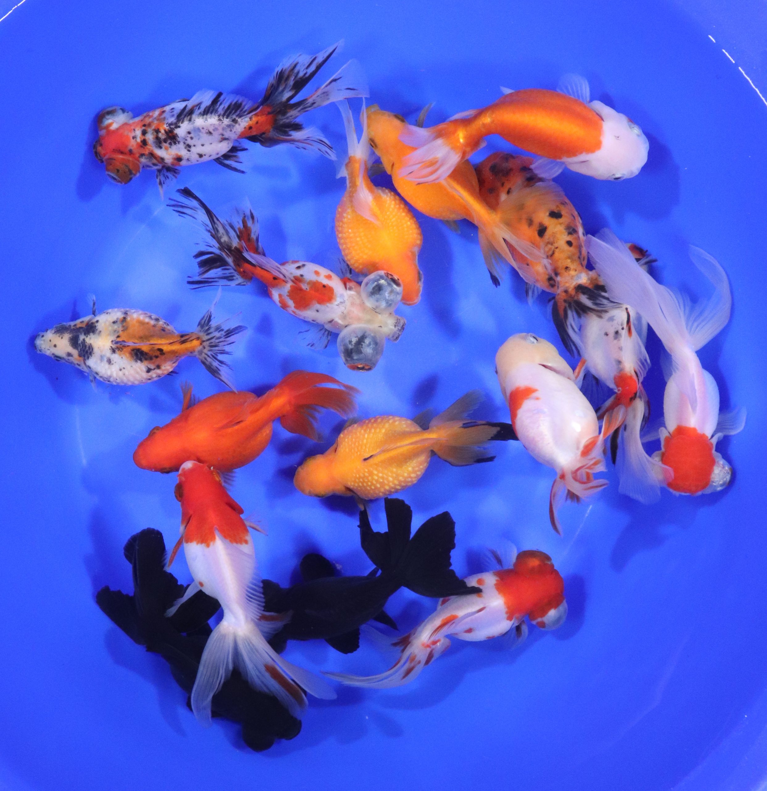 Mixed Premium Fantail Goldfish XL