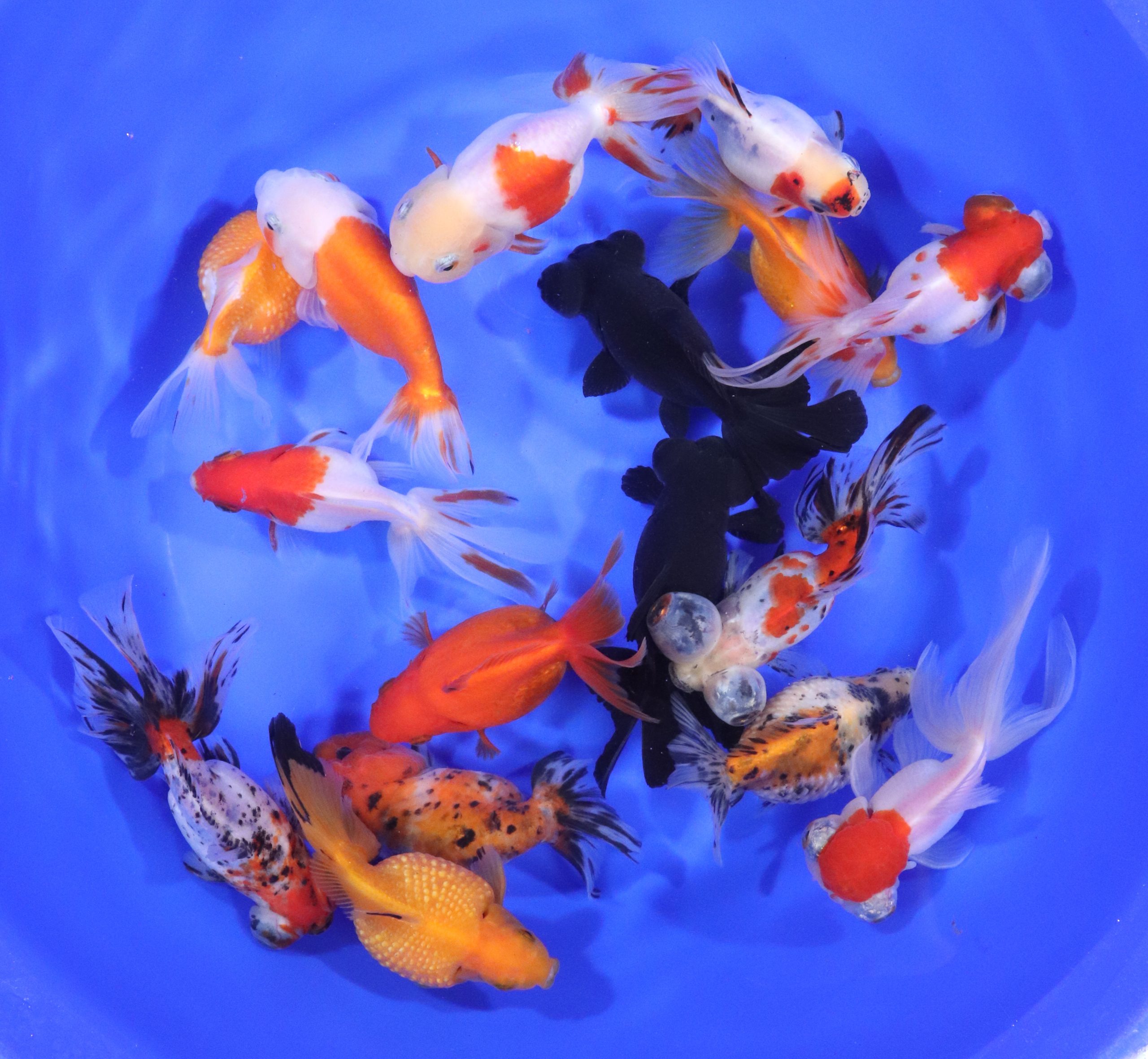 Alternative view of Mixed Premium Fantail Goldfish XL