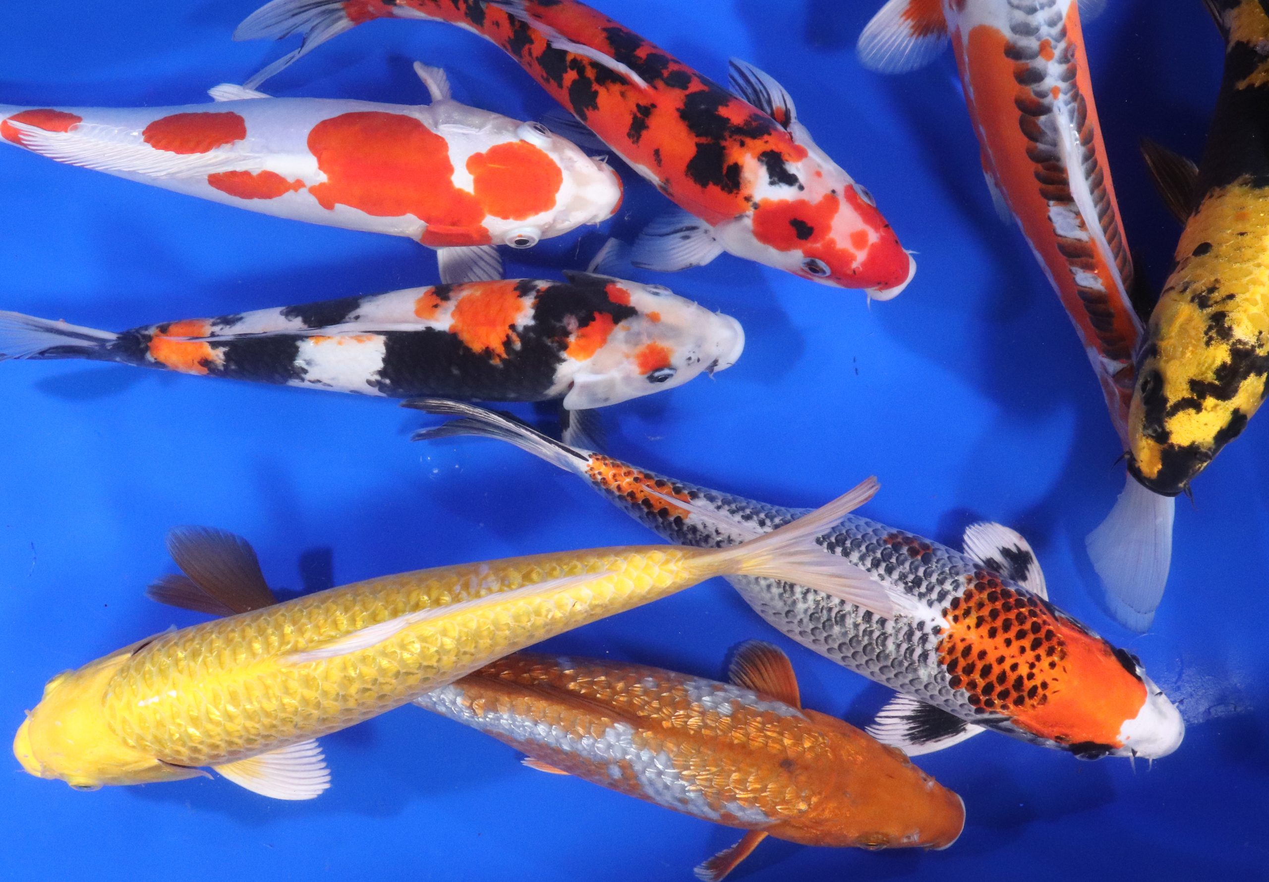 Premium Select Koi 12-14"