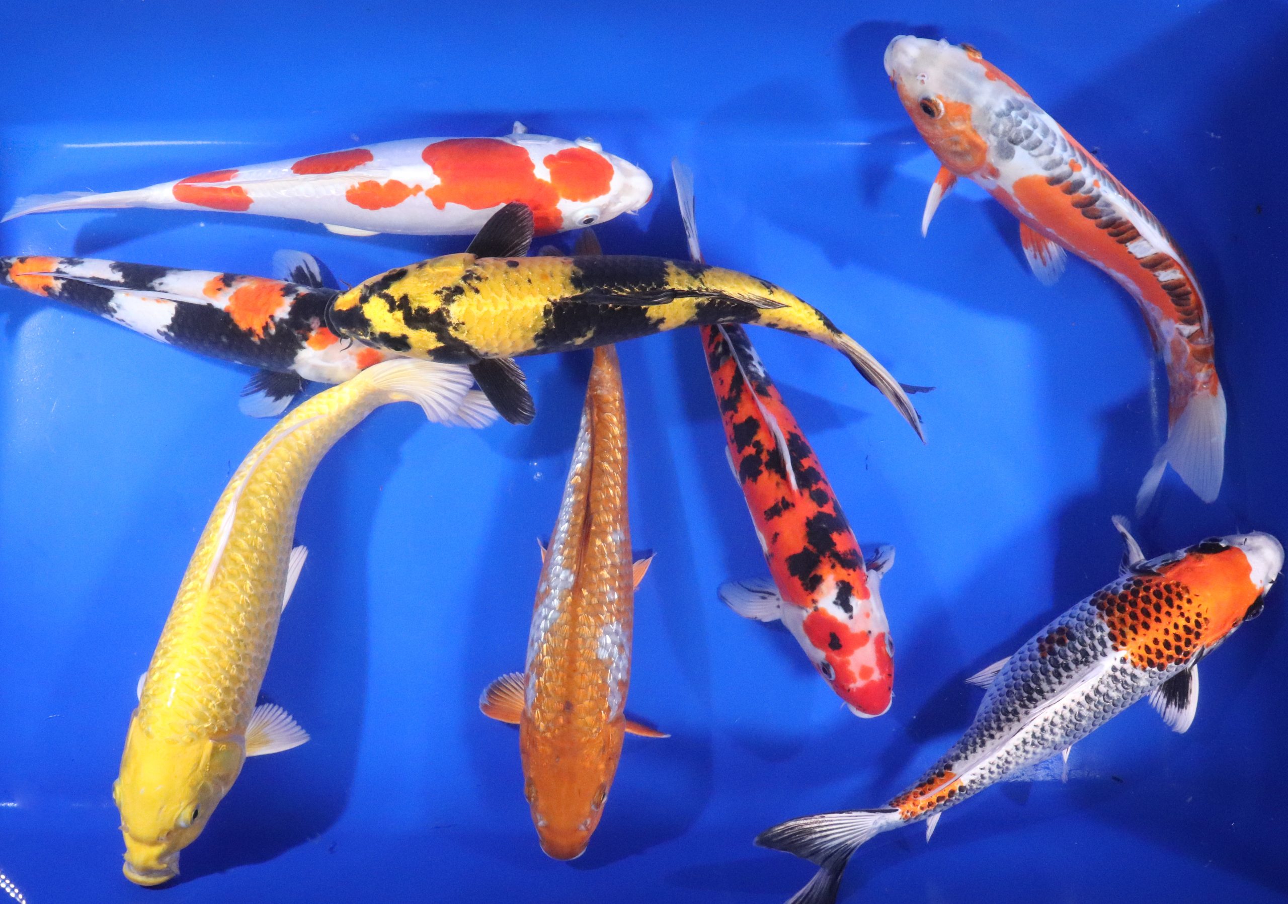 Alternative view of Premium Select Koi 12-14"