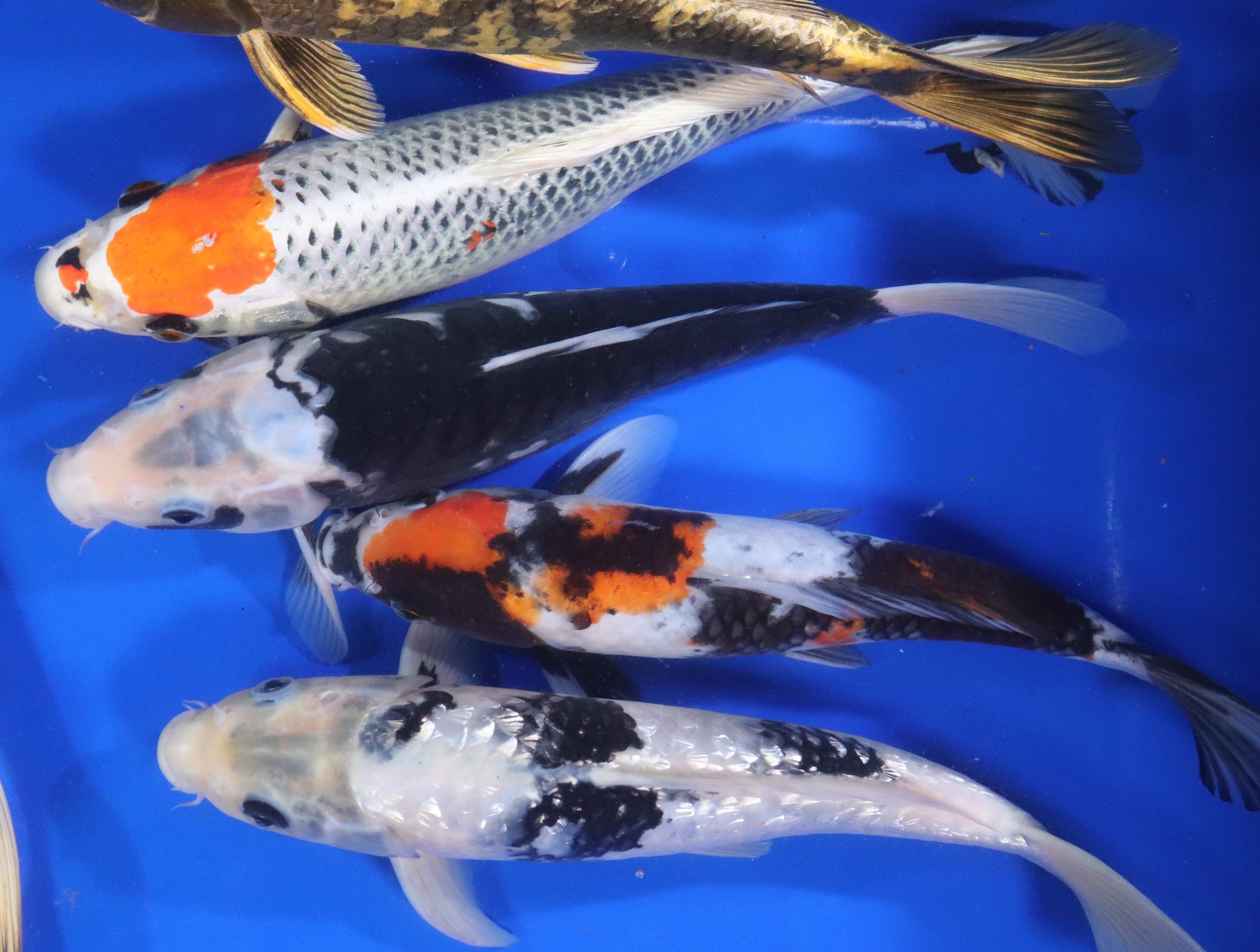 Premium Select Koi 10-12"