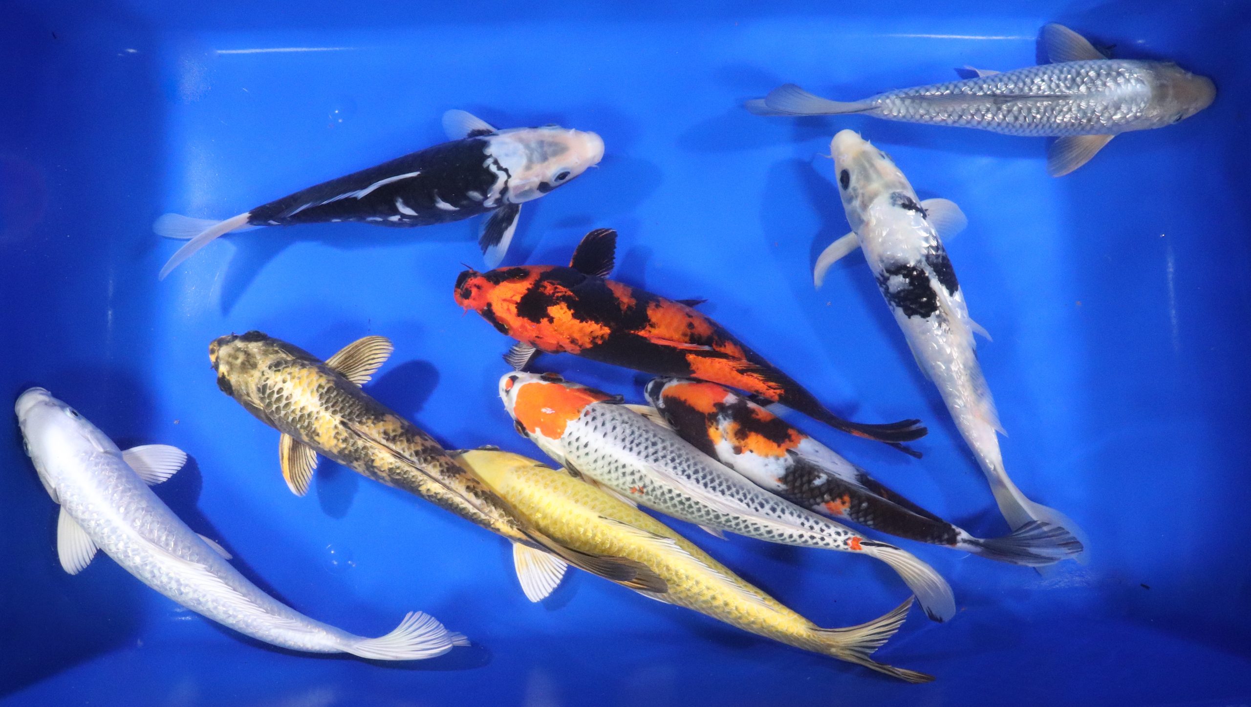 Alternative view of Premium Select Koi 10-12"