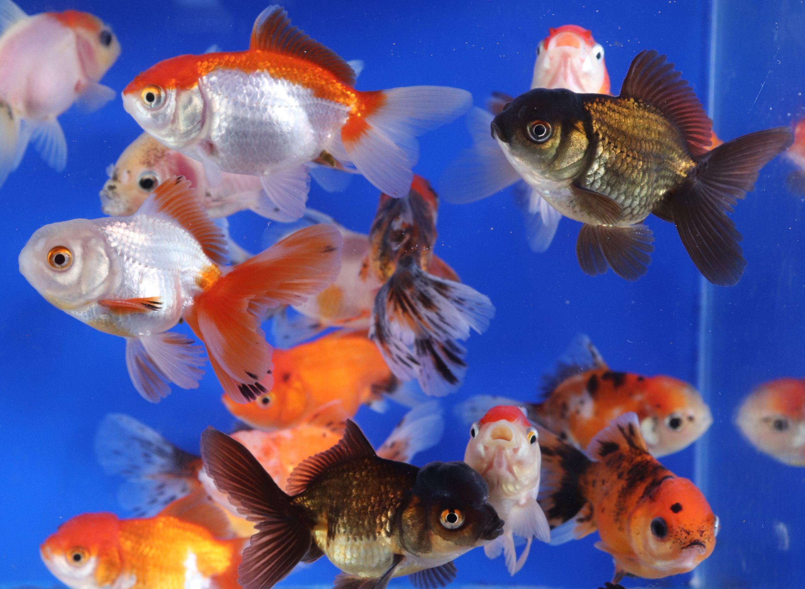 Mixed Oranda Goldfish MD