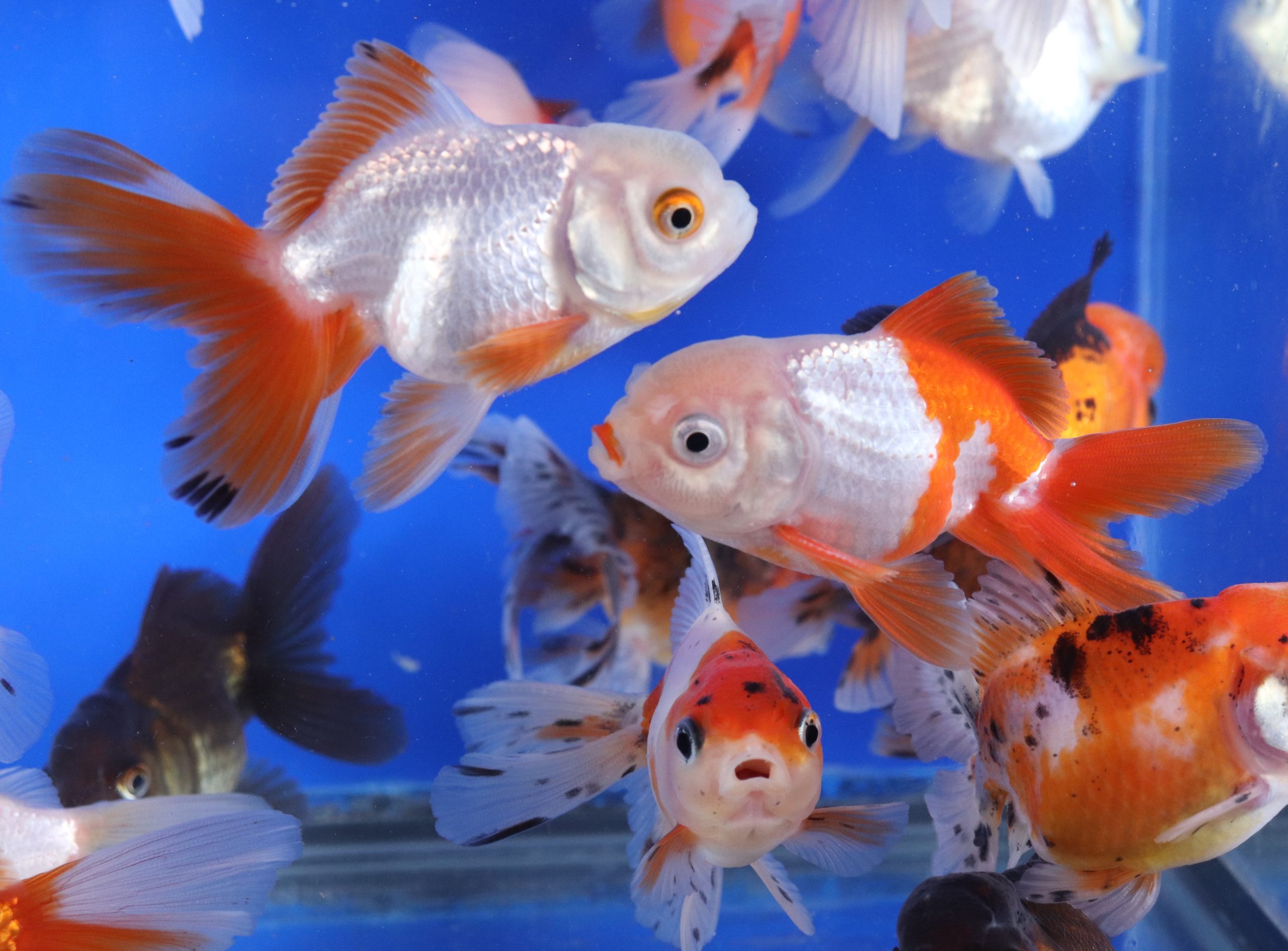 Alternative view of Mixed Oranda Goldfish MD