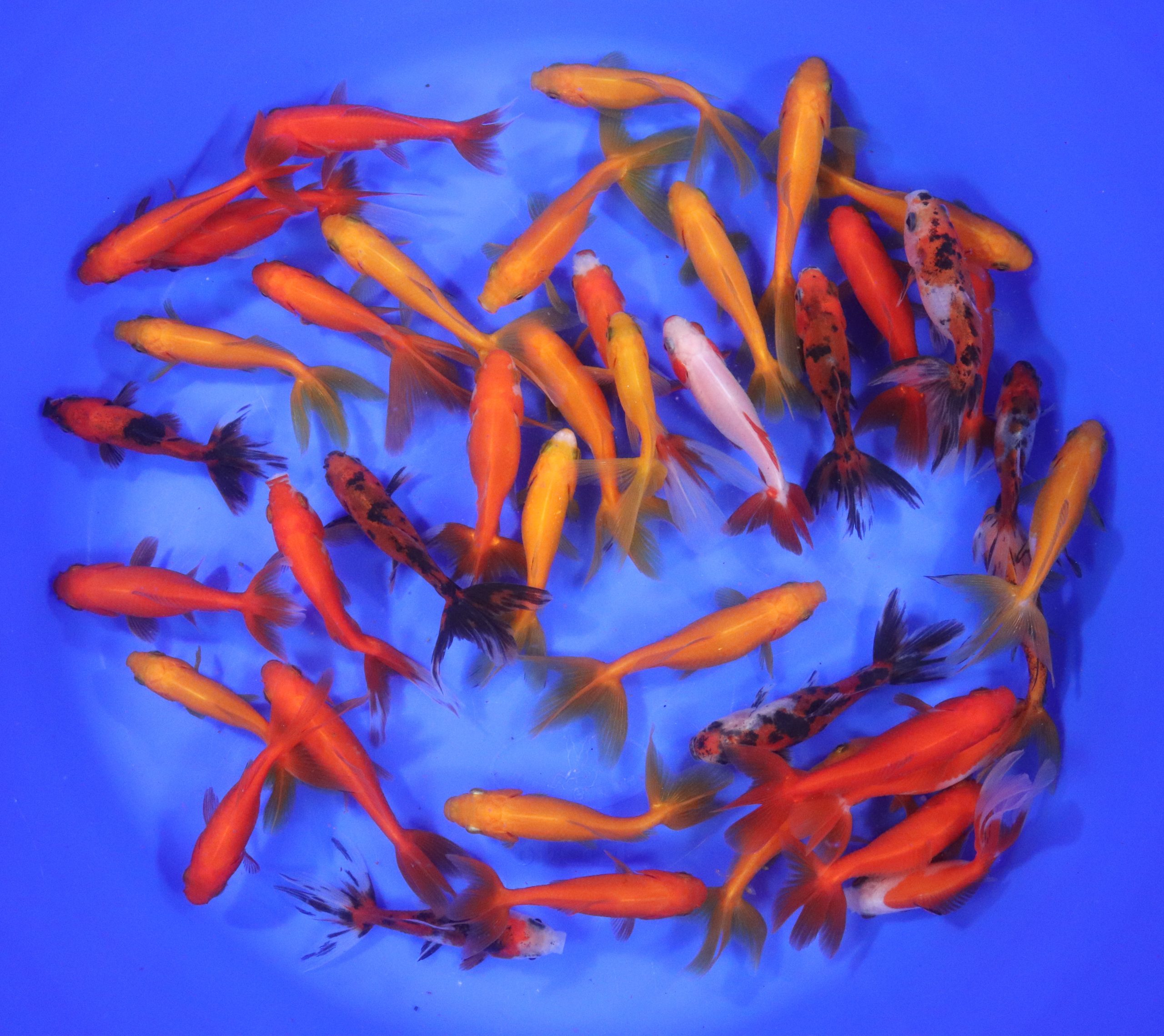 Wakin Goldfish Mixed SM