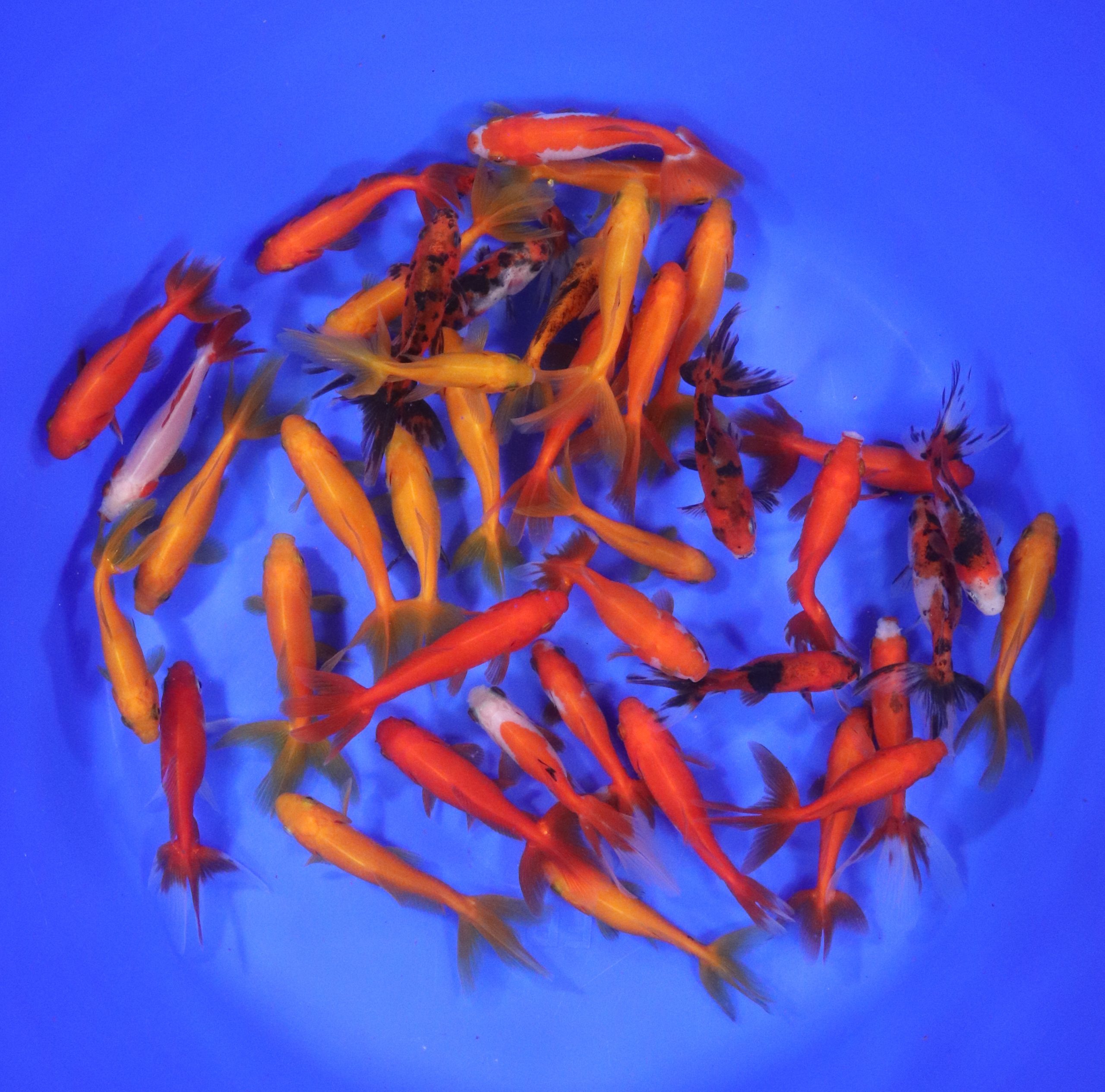 Alternative view of Wakin Goldfish Mixed SM