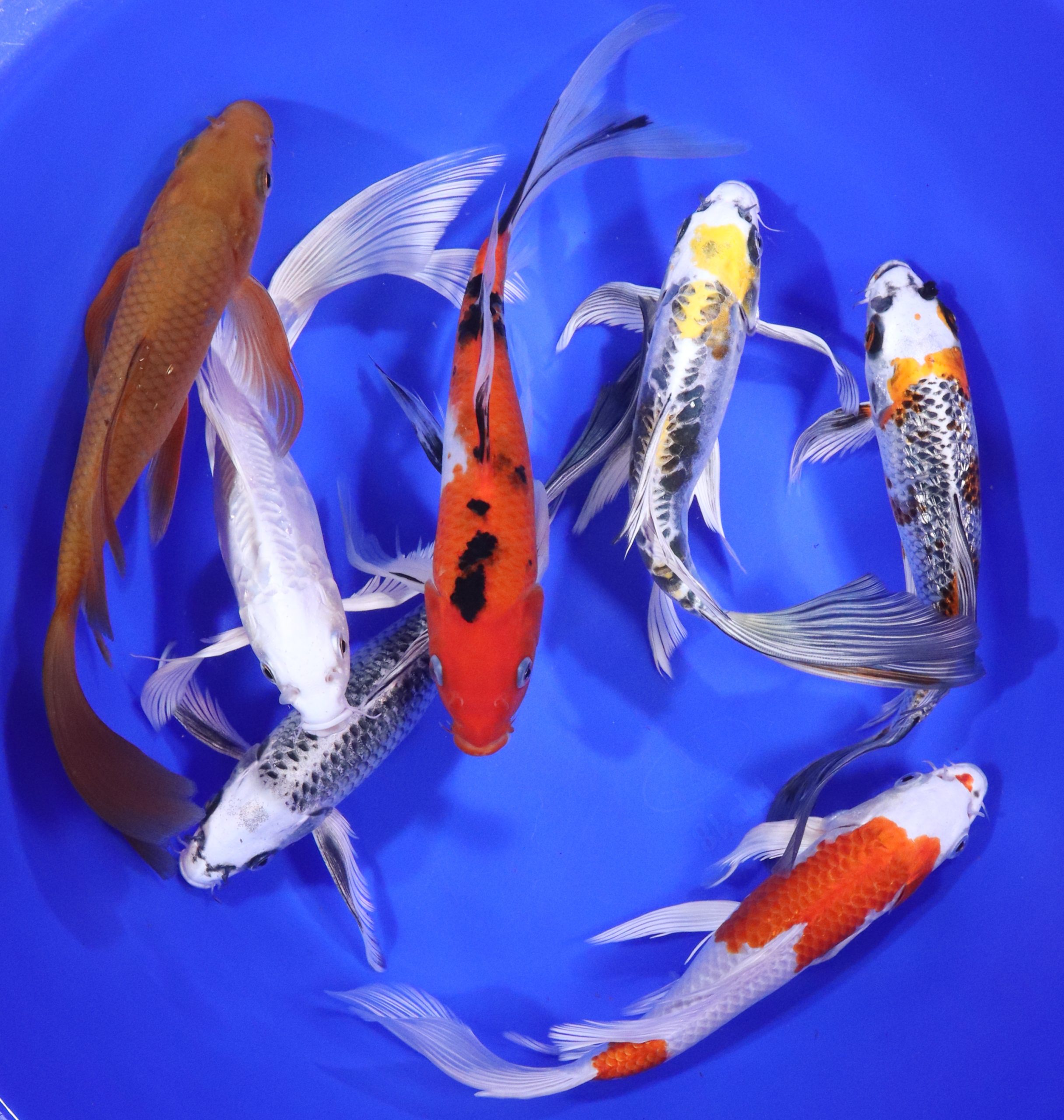 Premium Butterfly Koi 8-10"