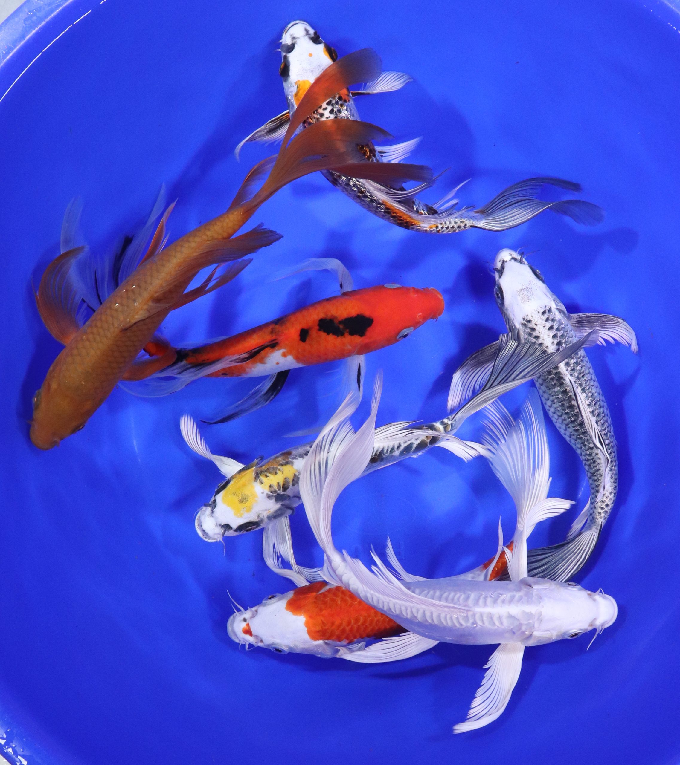 Alternative view of Premium Butterfly Koi 8-10"