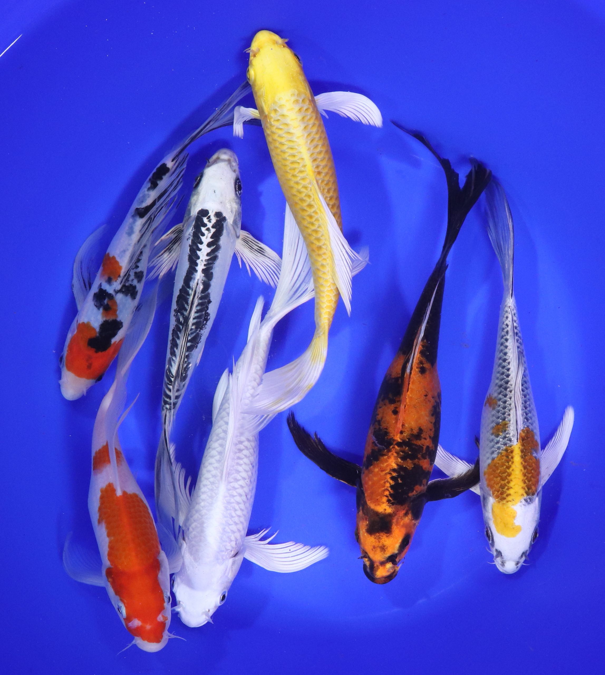 Premium Select Butterfly Koi 8-10"