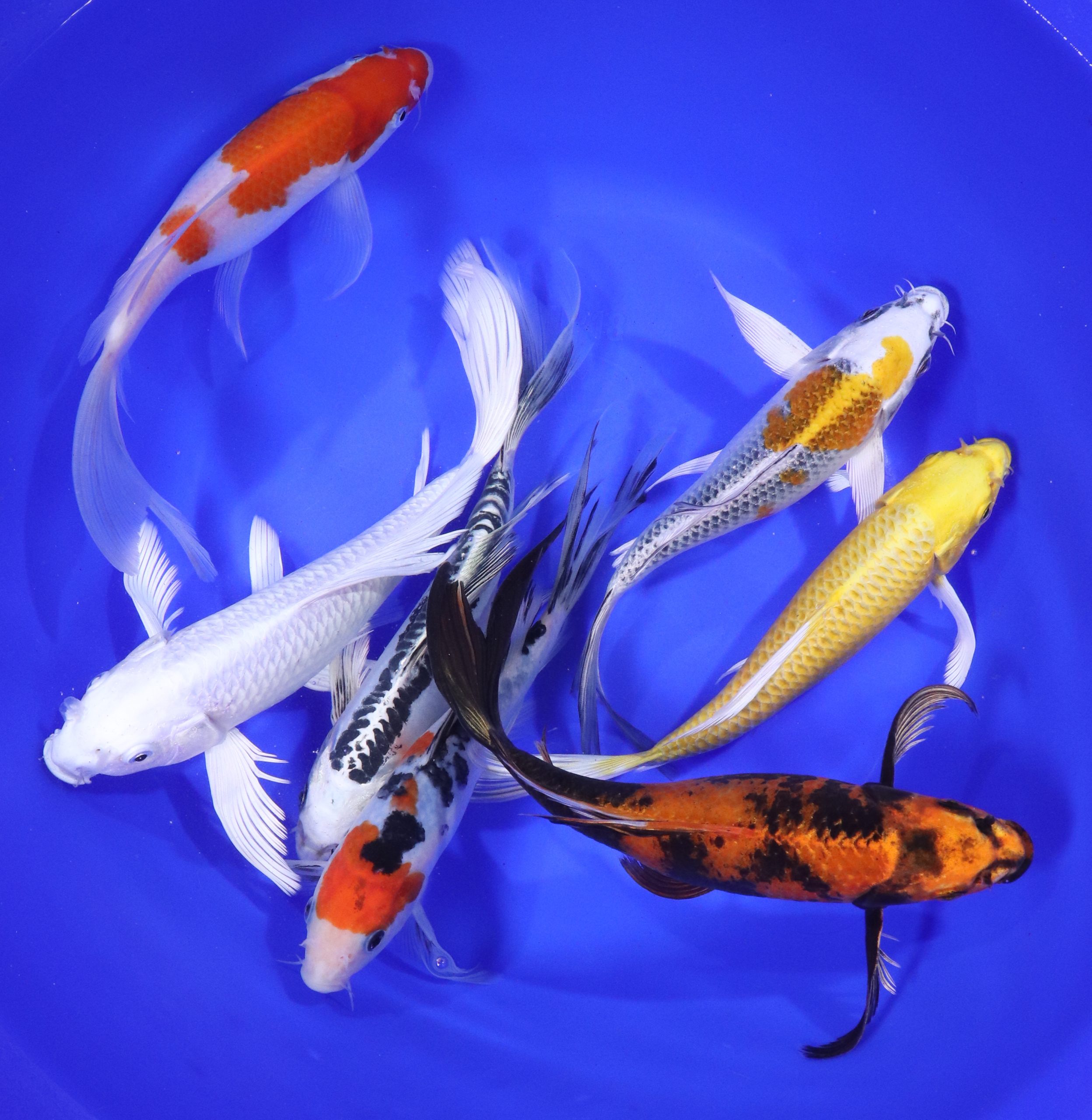 Alternative view of Premium Select Butterfly Koi 8-10"