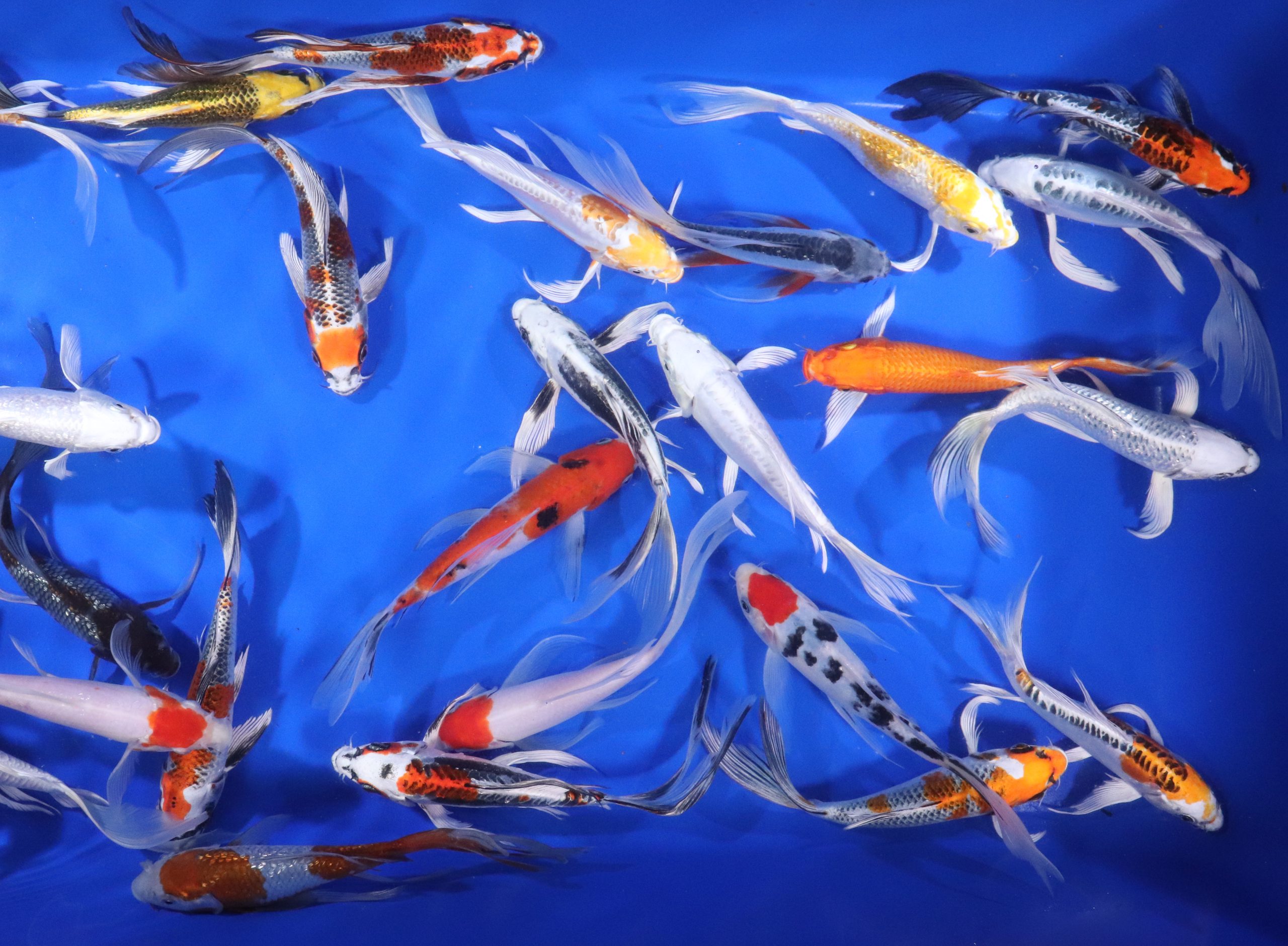 Premium Select Butterfly Koi 7-8"