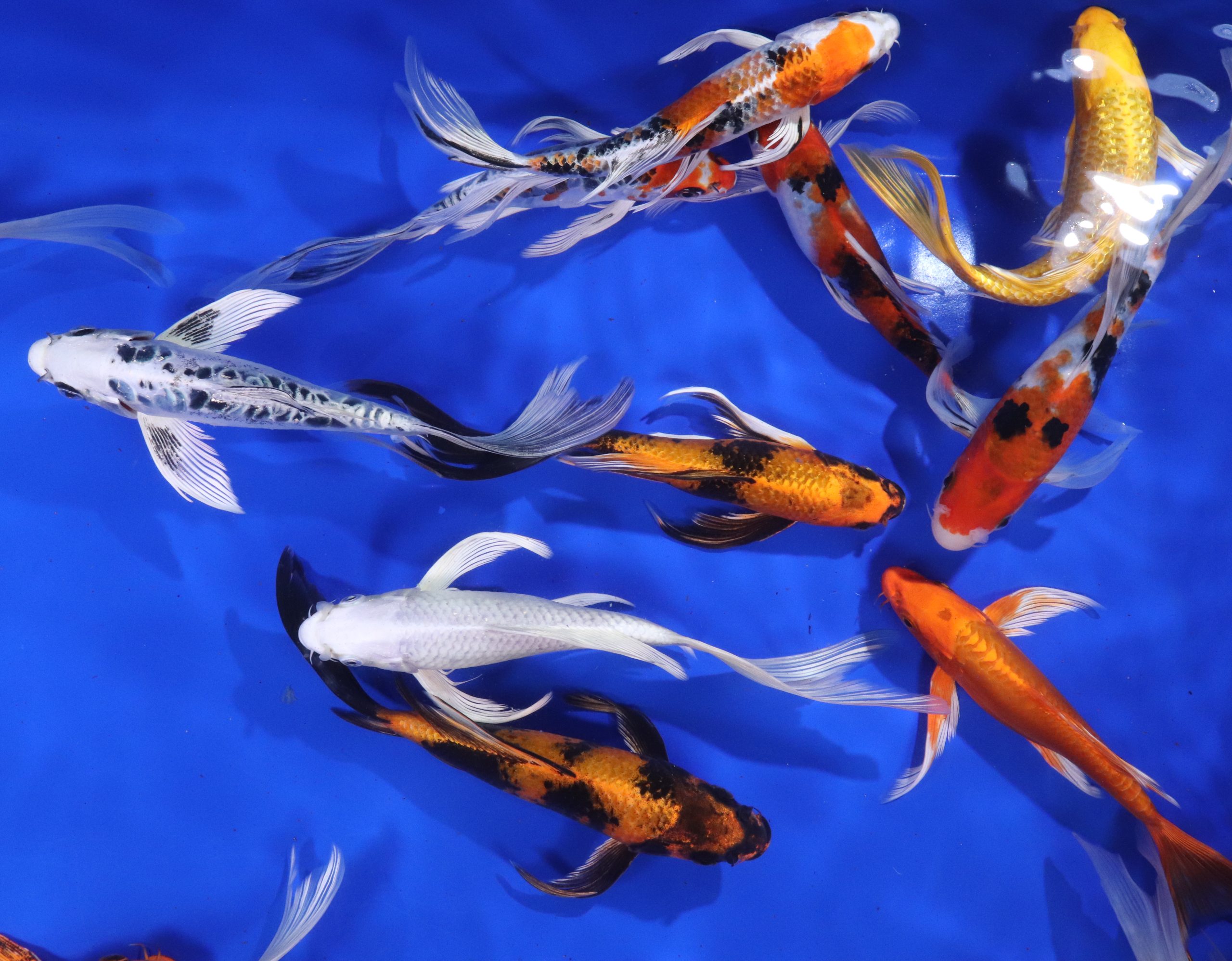 Alternative view of Premium Select Butterfly Koi 7-8"