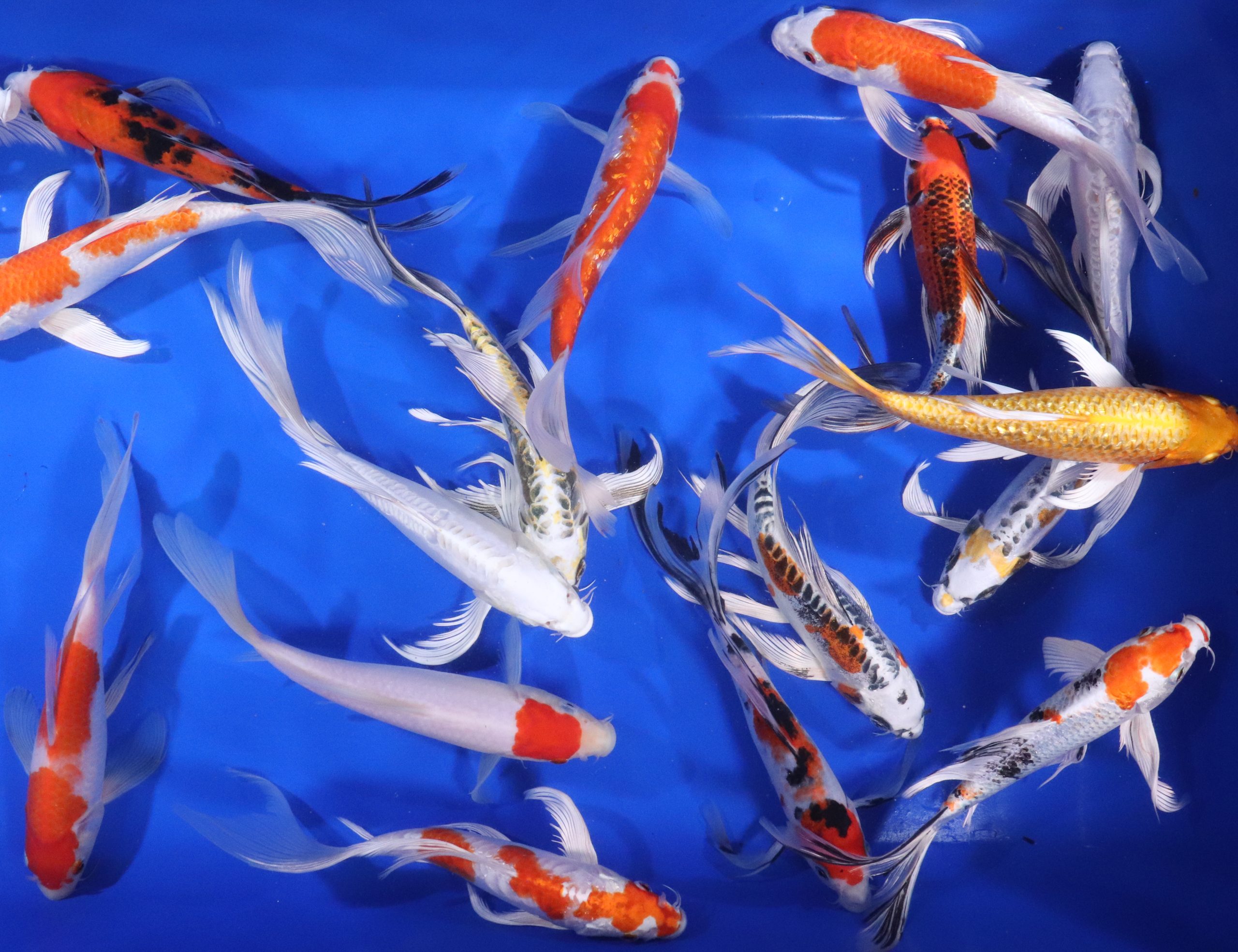 Premium Select Butterfly Koi 8-10"