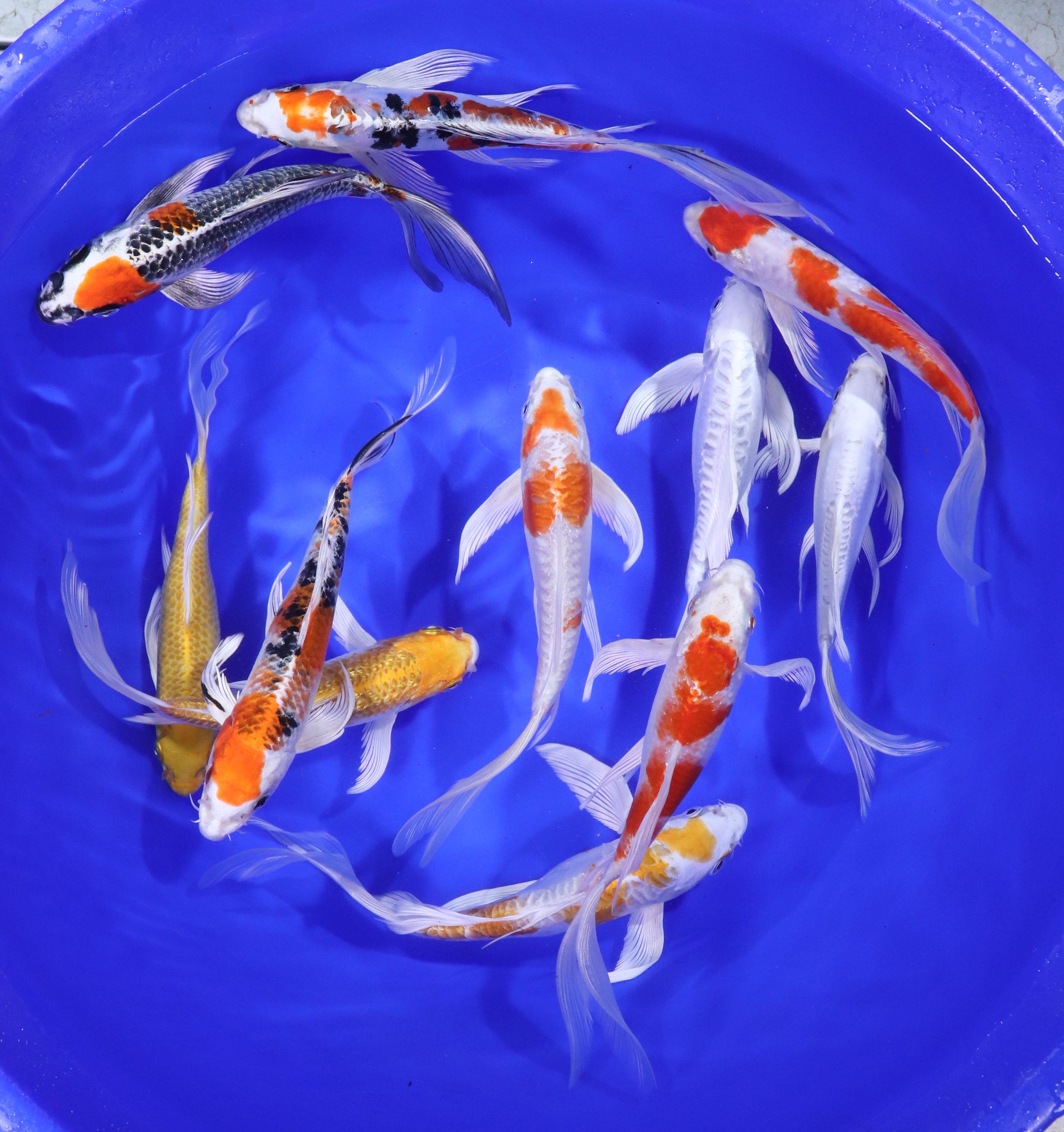 Hikari (Metallic) Butterfly Koi Mix 7-8"