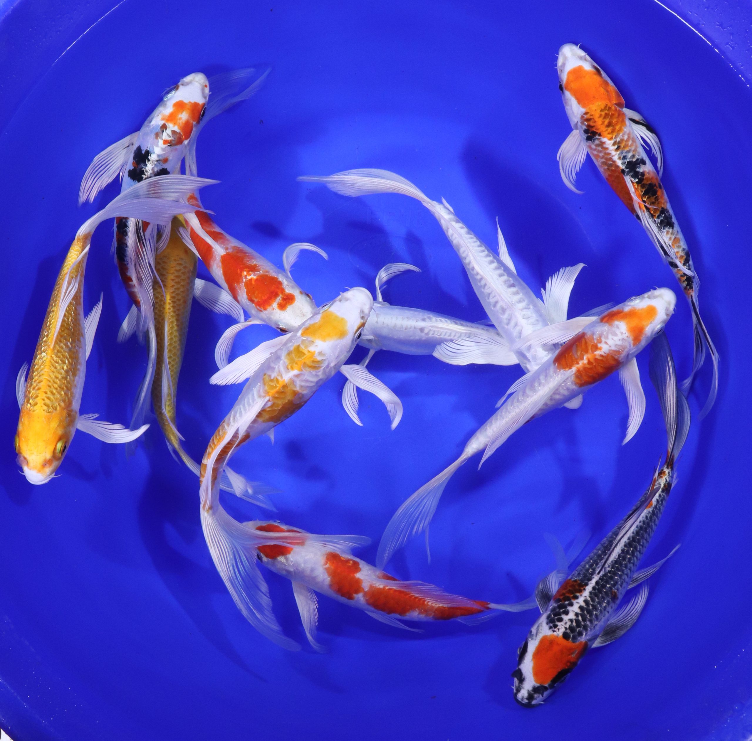 Alternative view of Hikari (Metallic) Butterfly Koi Mix 7-8"