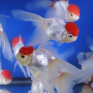 Redcap Oranda Goldfish LG