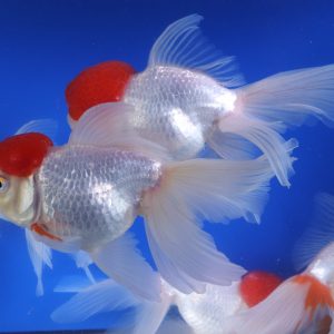 Redcap Oranda Goldfish XL
