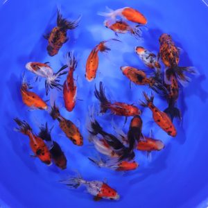 Calico Fantail Goldfish LG