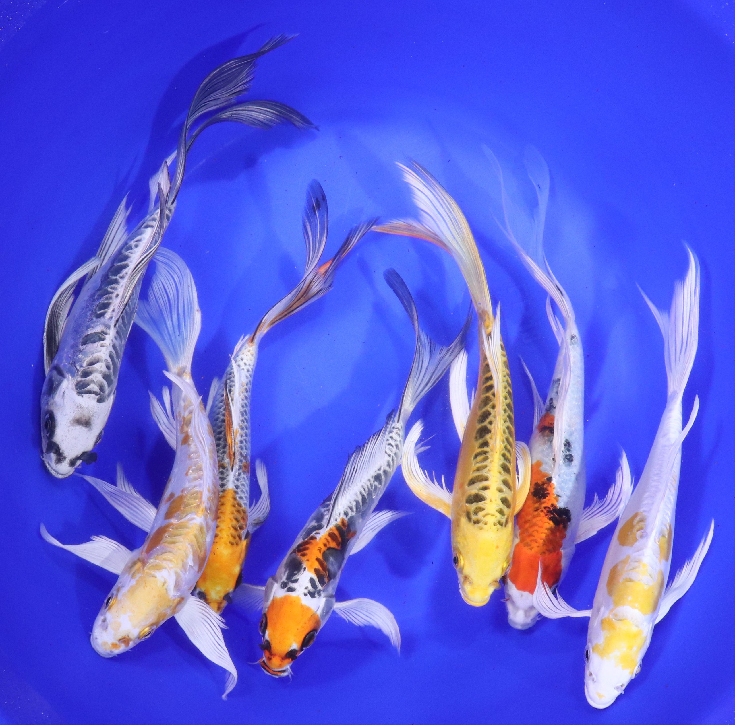 Hikari (Metallic) Butterfly Koi Mix 8-10"