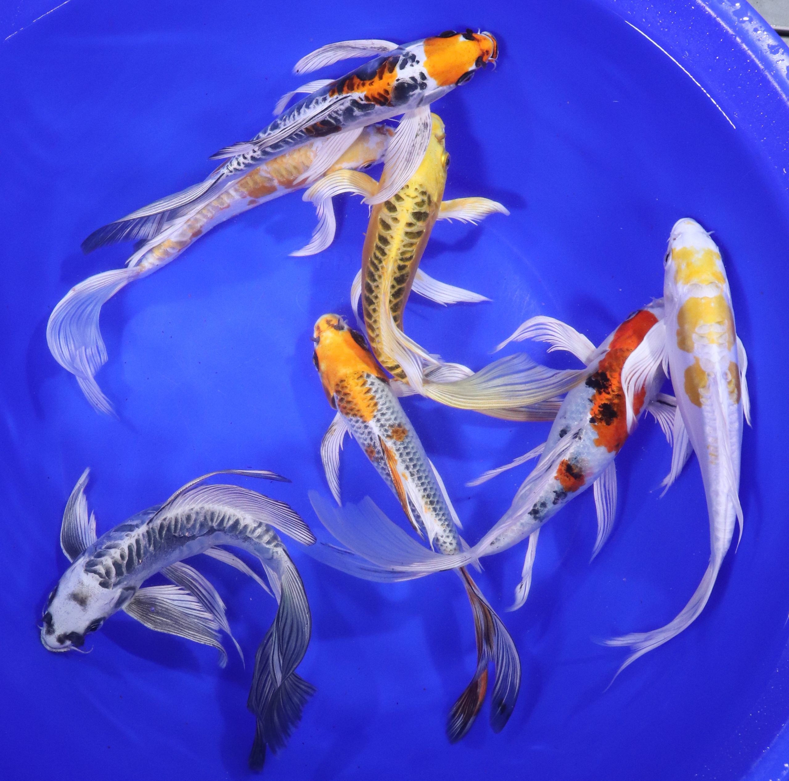 Alternative view of Hikari (Metallic) Butterfly Koi Mix 8-10"