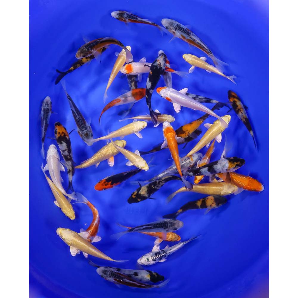 Premium Koi 3-4"