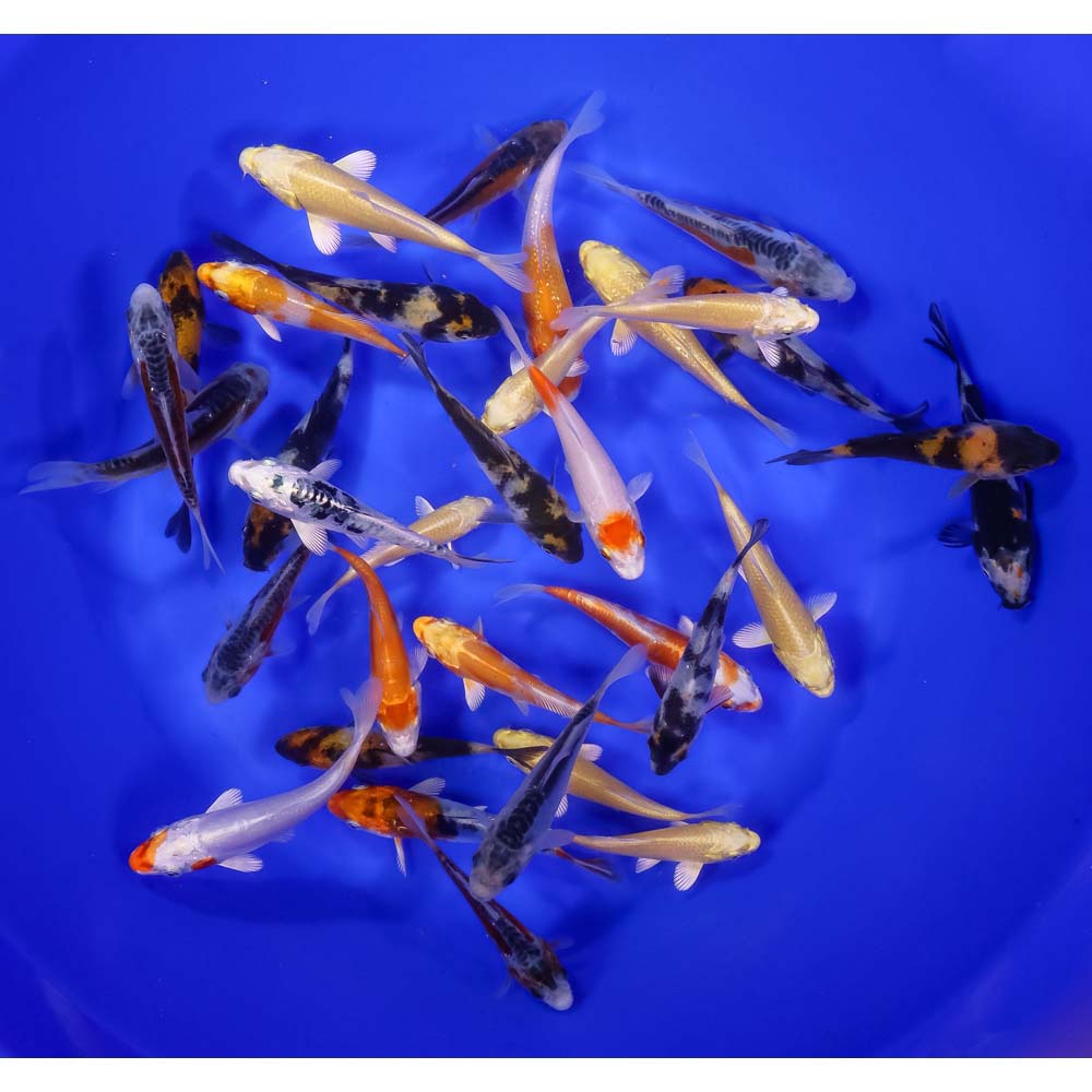 Premium Koi 3-4"