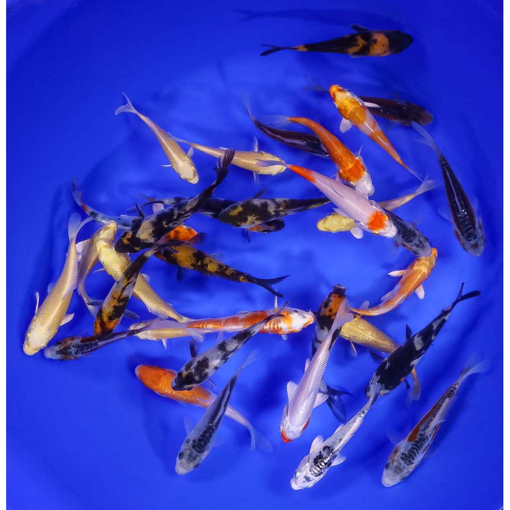 Premium Koi 3-4"