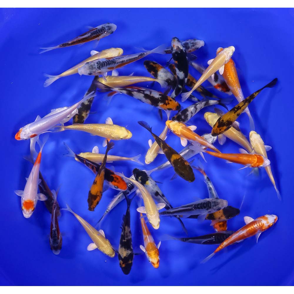 Premium Koi 3-4"