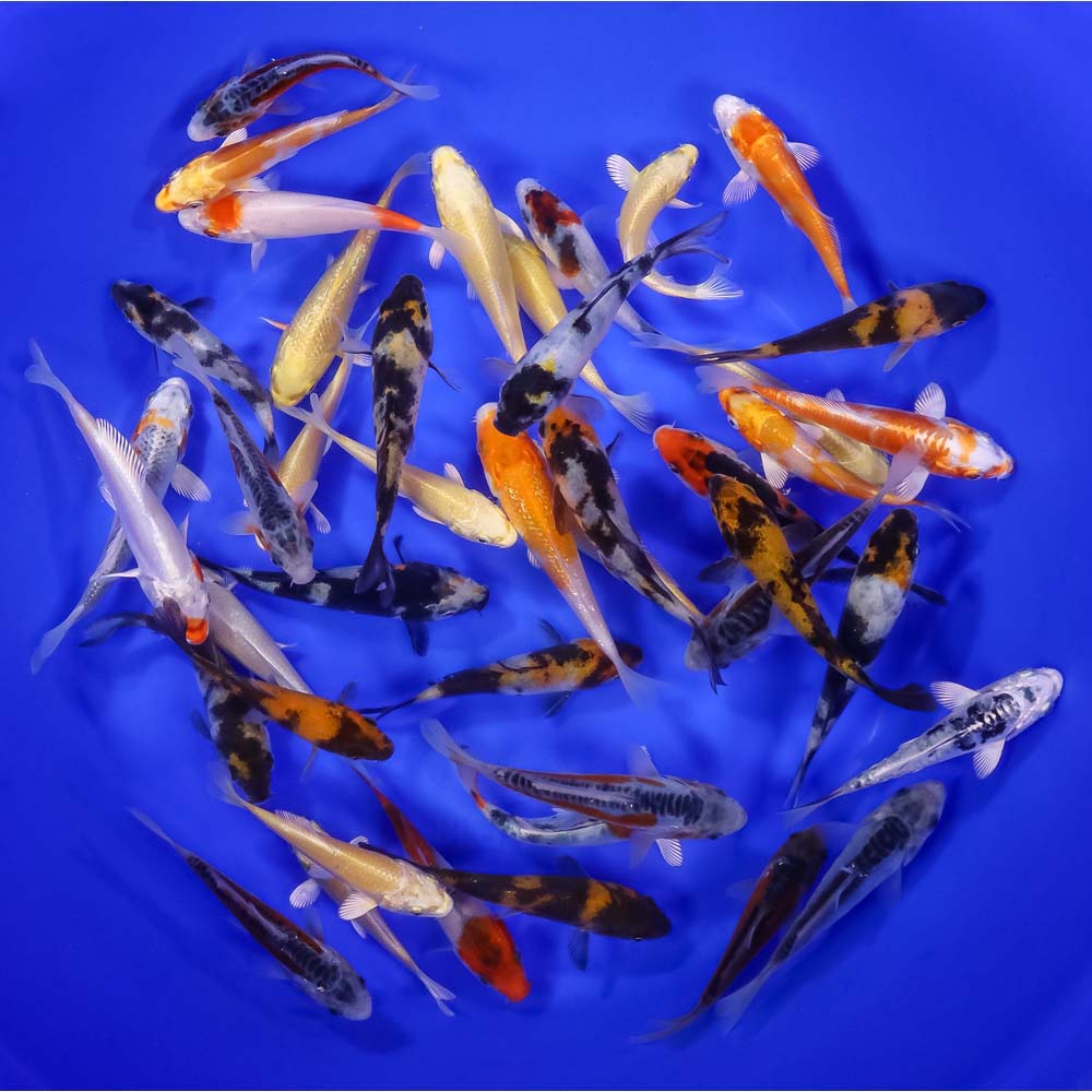 Premium Koi 3-4"