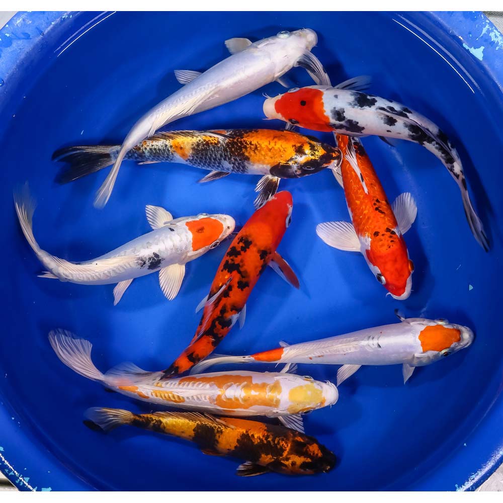 Premium Select Koi 6-7"