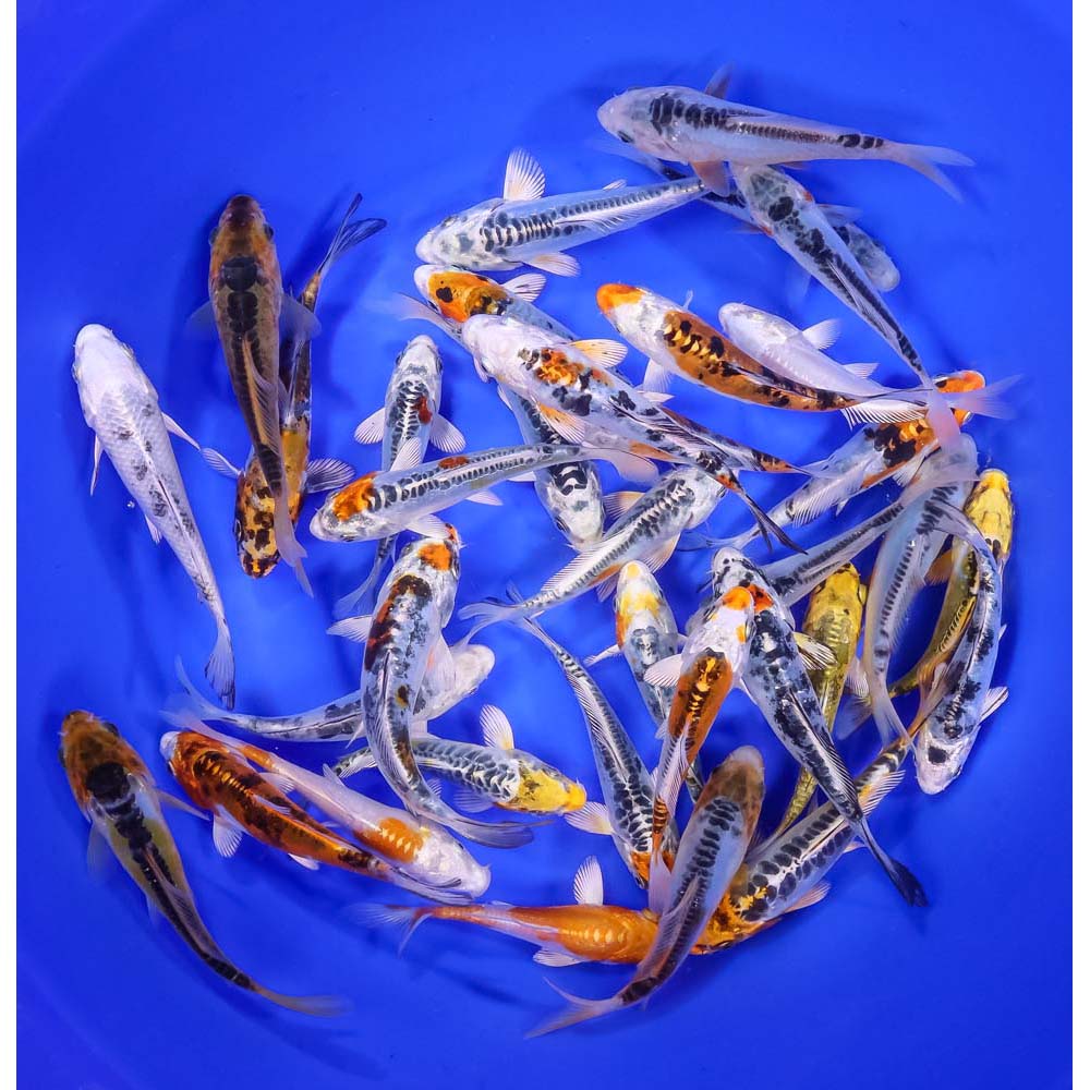 Skeleton Koi Mix 4-5"