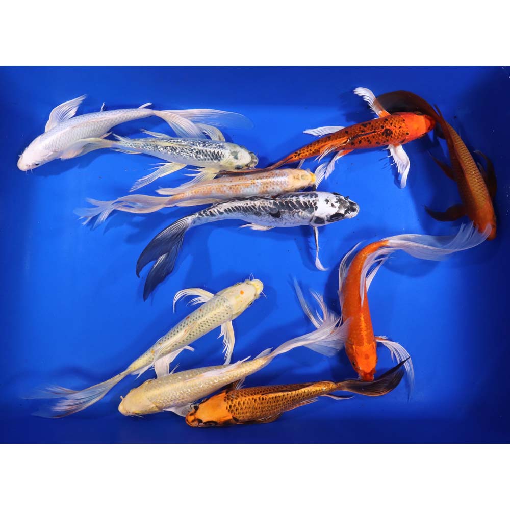 Standard Butterfly Koi 10-12"