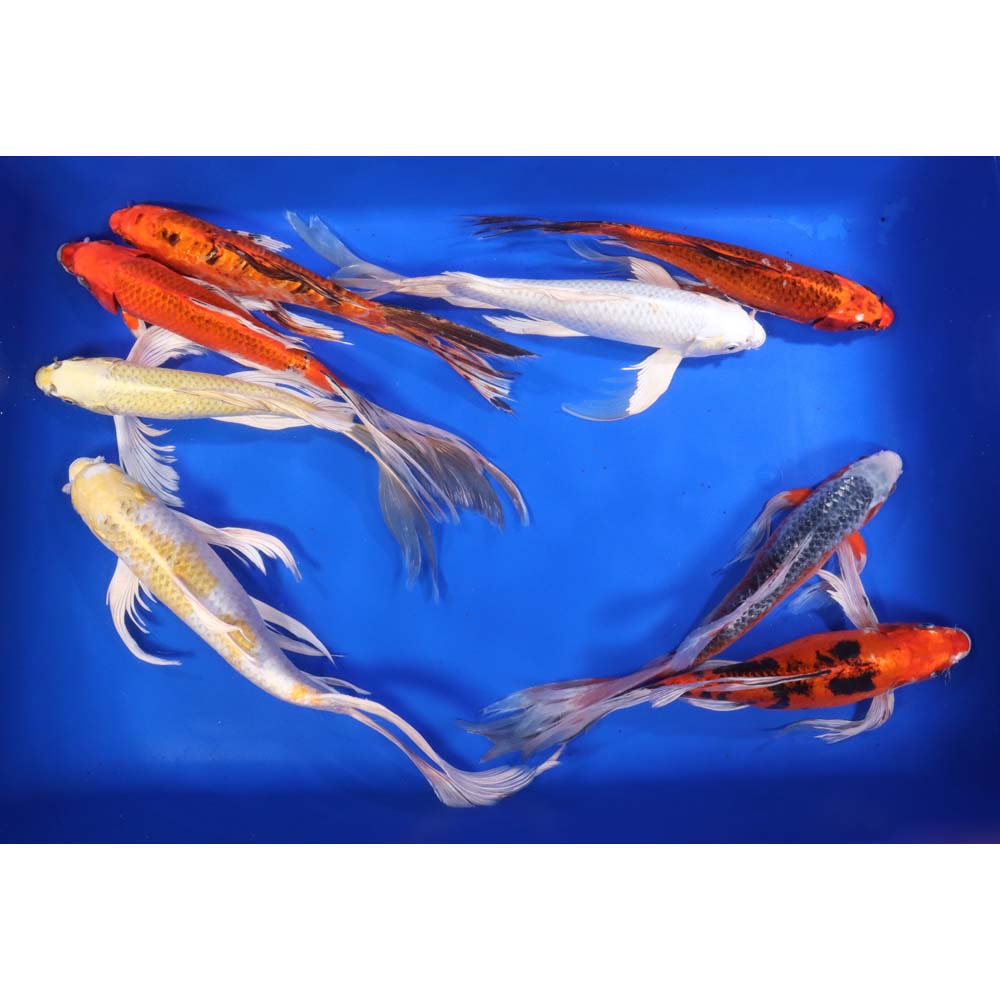 Standard Butterfly Koi 12-14"