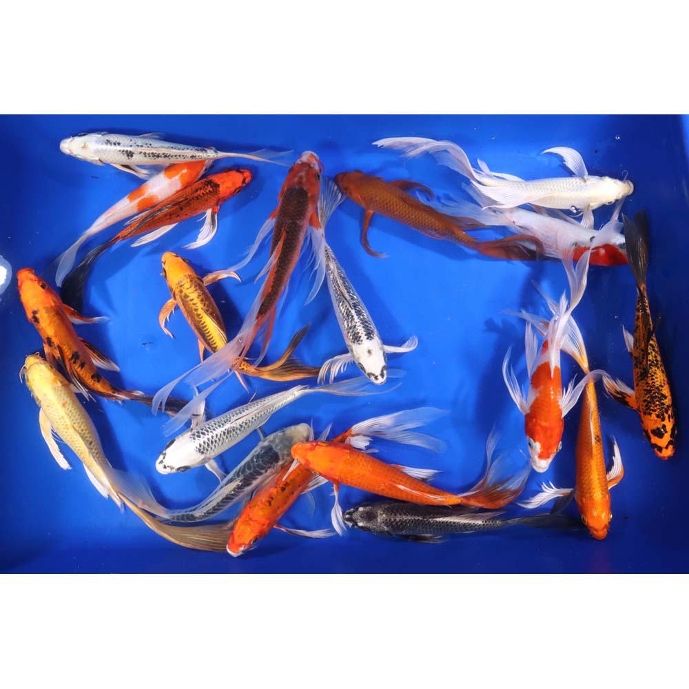 Standard Butterfly Koi 8-10"