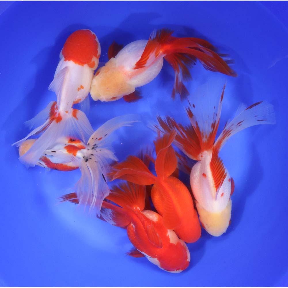 Mixed Premium Oranda Goldfish Super Jumbo
