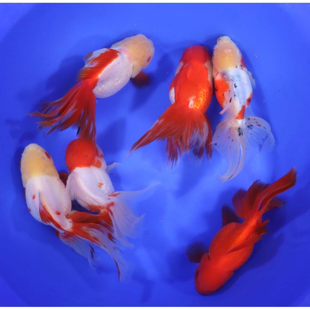 Mixed Premium Oranda Goldfish Super Jumbo