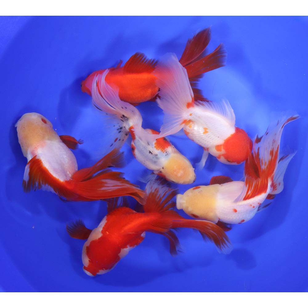 Mixed Premium Oranda Goldfish Super Jumbo