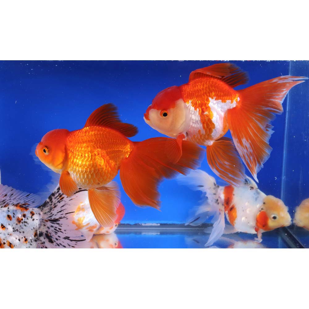 Mixed Premium Oranda Goldfish Super Jumbo
