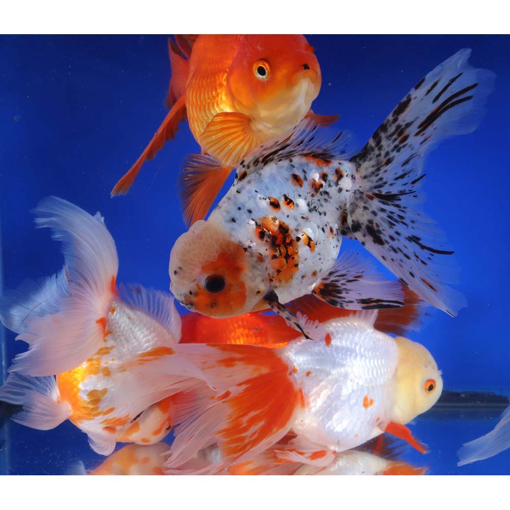 Mixed Premium Oranda Goldfish Super Jumbo