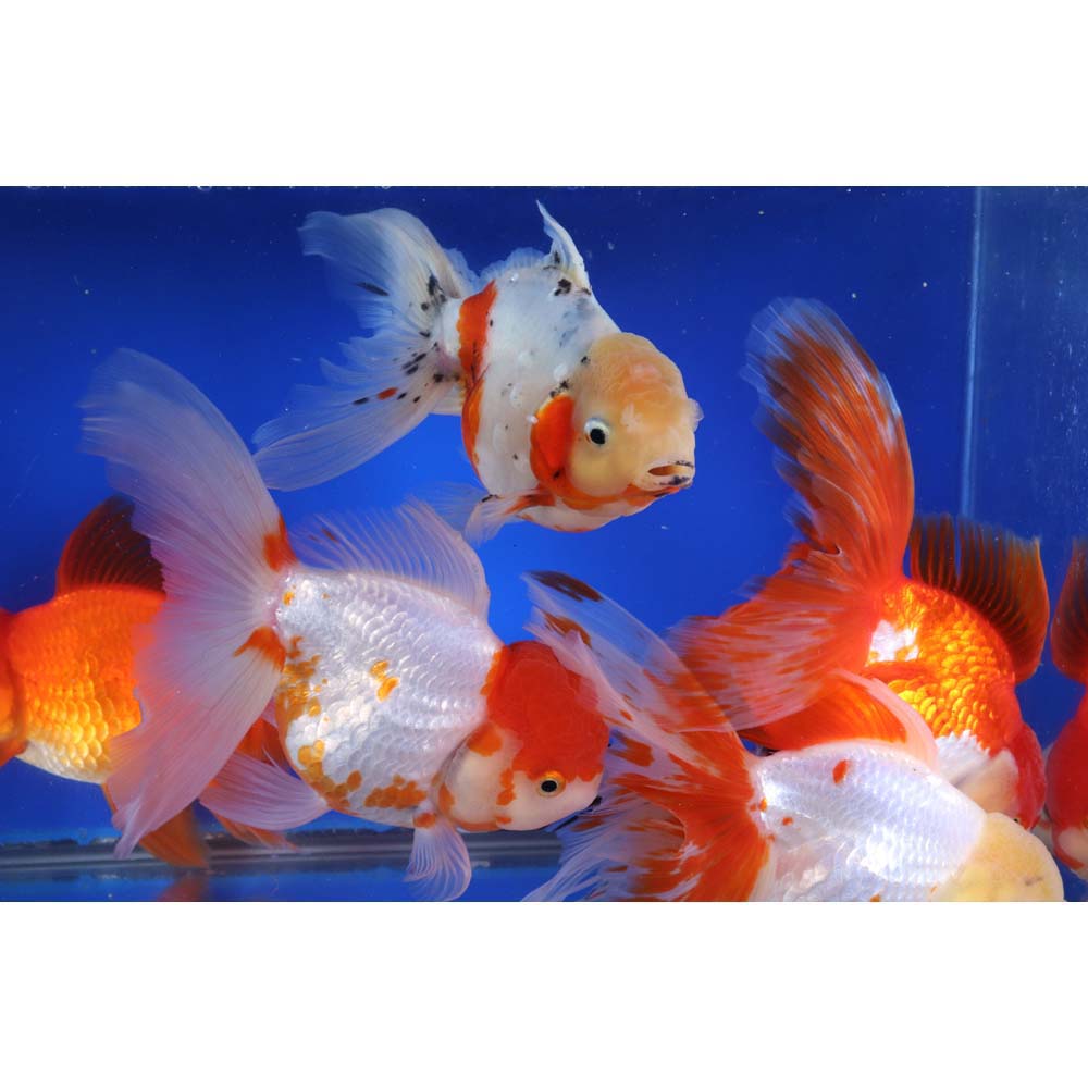 Mixed Premium Oranda Goldfish Super Jumbo