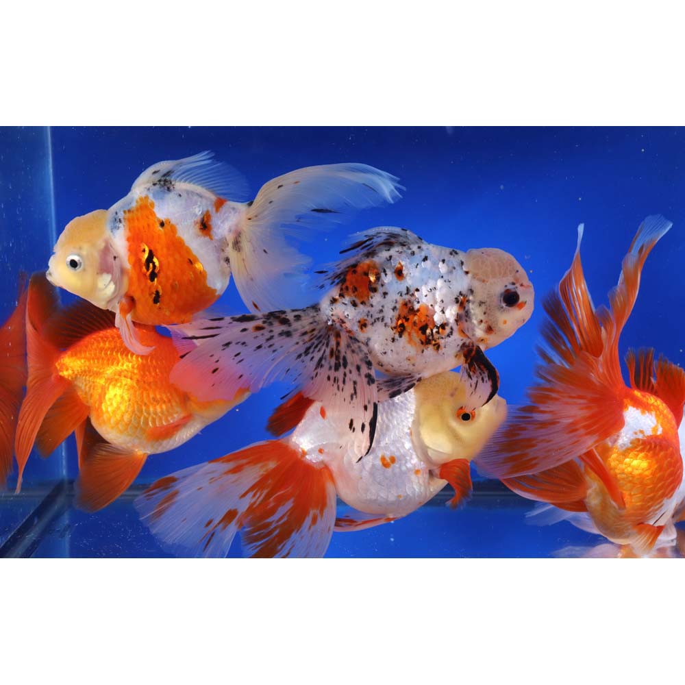 Mixed Premium Oranda Goldfish Super Jumbo