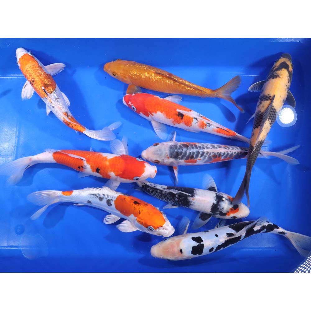 Standard Koi 10-12"