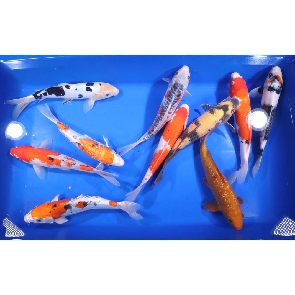 Standard Koi 10-12"