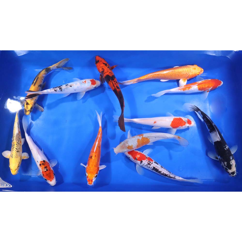 Standard Koi 8-10"