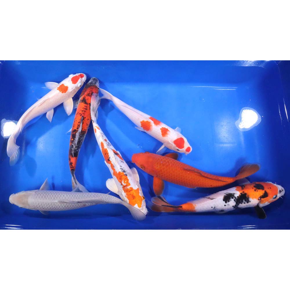 Standard Koi 12-14"